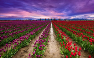 Kashmir Tulip Garden Tour