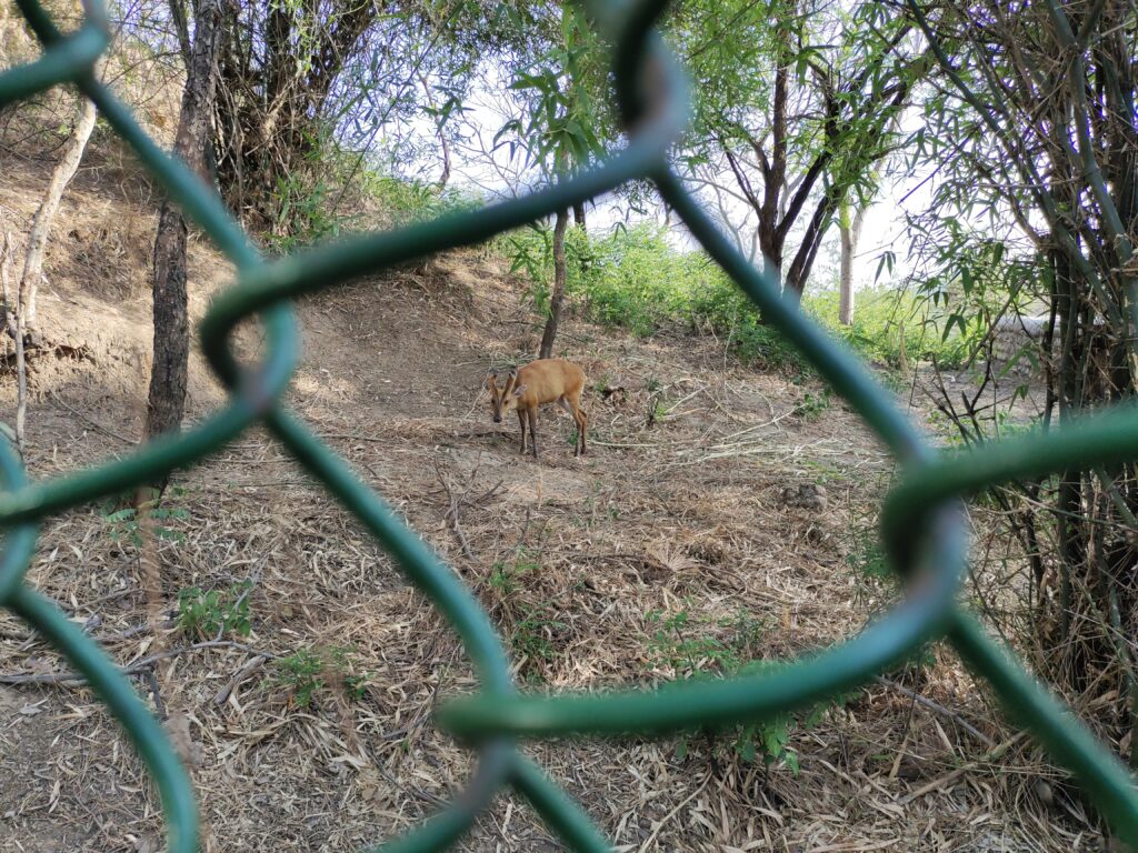 Deer, Jambu Zoo Jammu