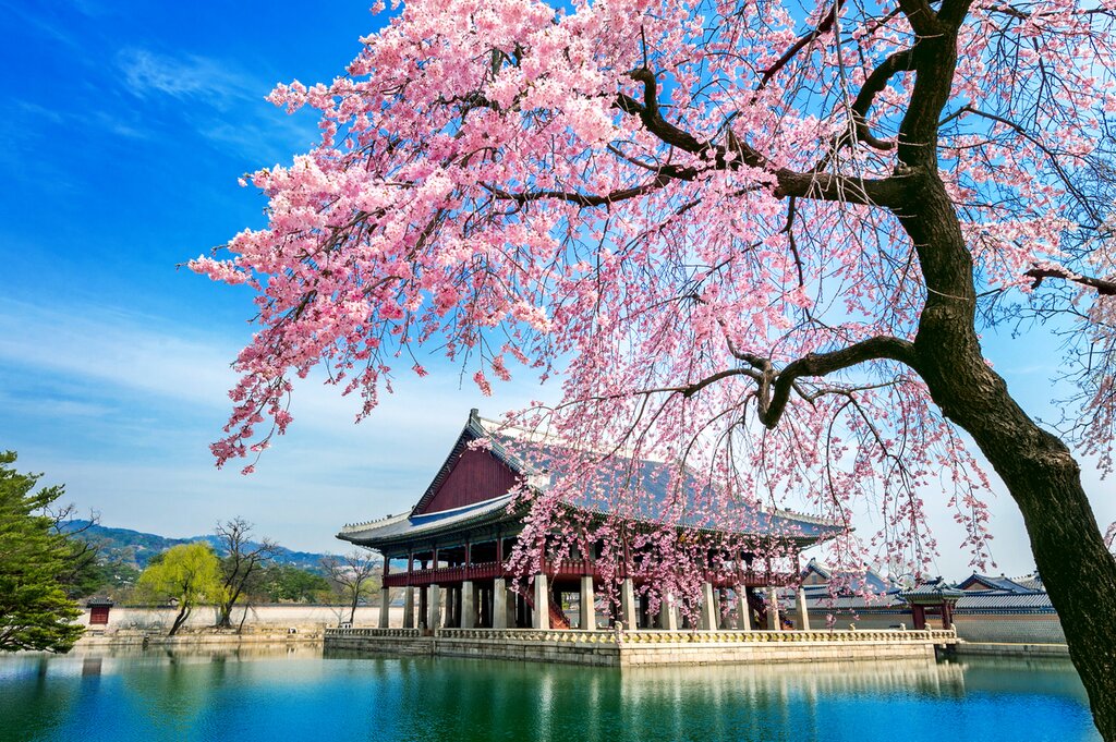 South Korea Tour