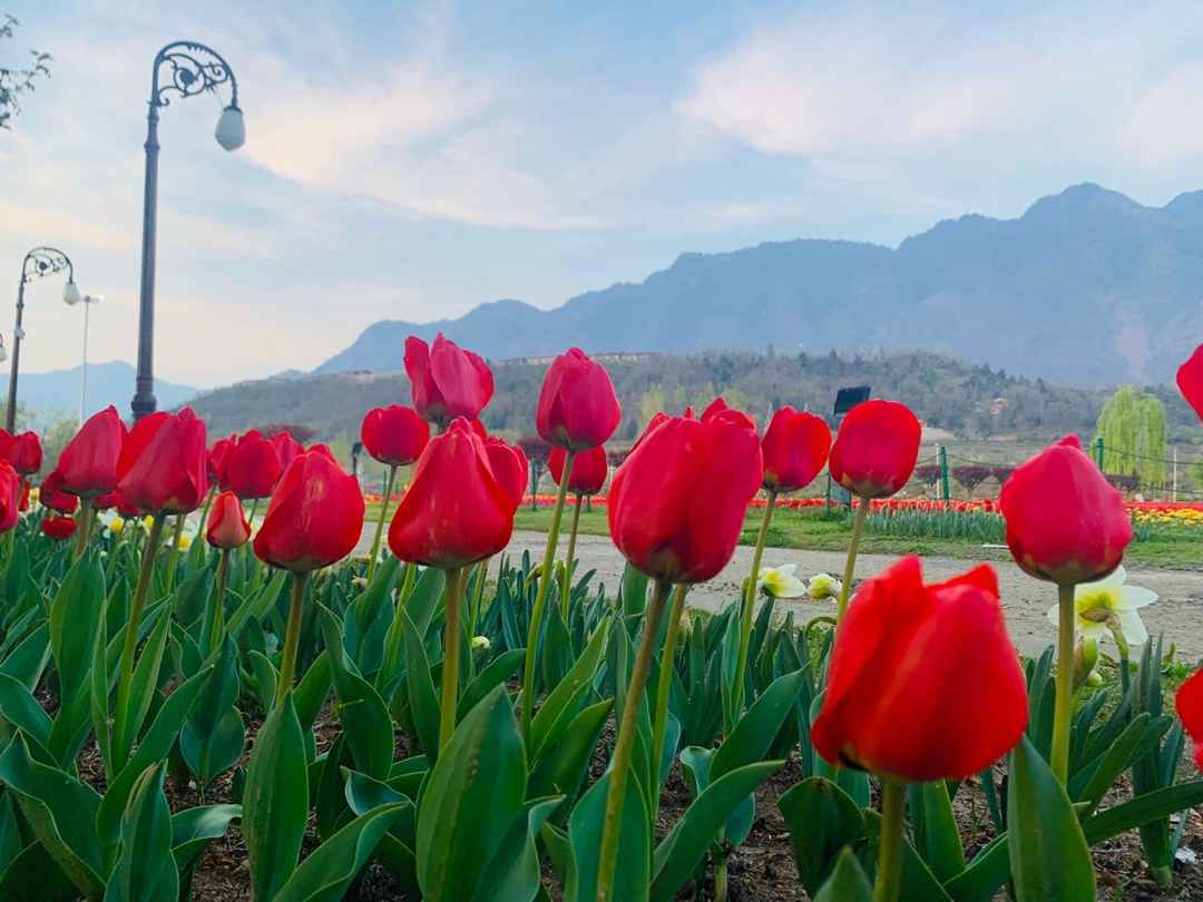 Srinagar Tulip Garden Tour Packages Kashmir Tulip Festival 2023