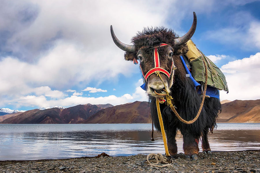 cheapest ladakh tour package