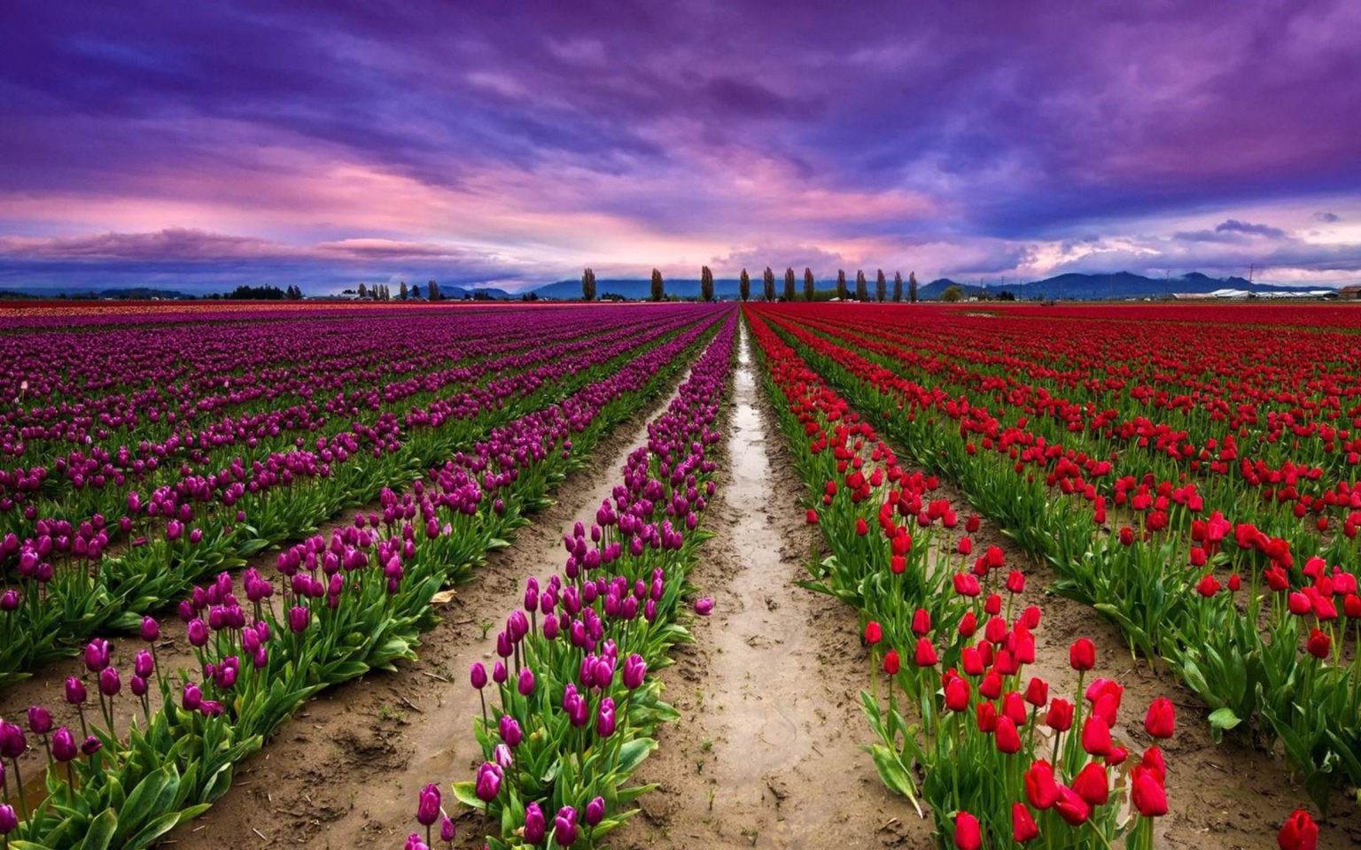 Srinagar Tulip Garden Tour Packages Kashmir Tulip Festival 2023