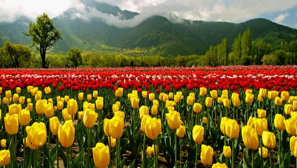 tulip-garden