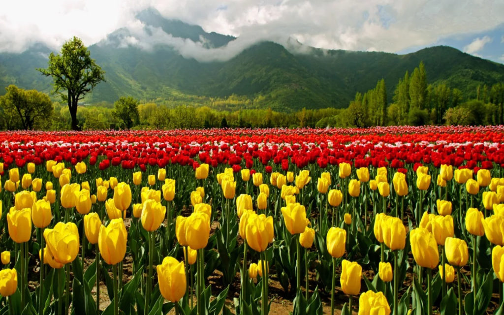 tulip-garden