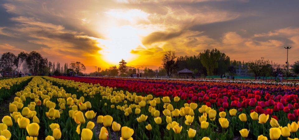 tulip garden kashmir 2023